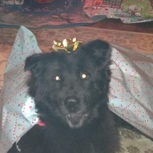 Meet your Posher, Baylie